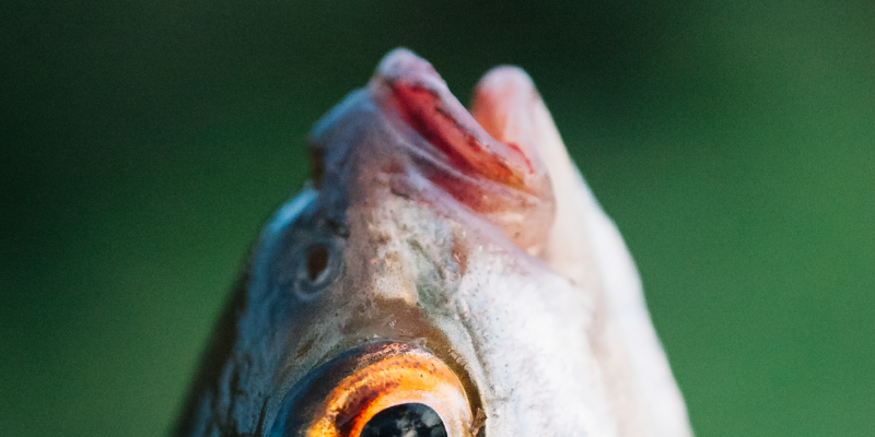 poisson le phishing n'est pas un poisson d'avril